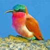 Close Up Southern Carmine Bee Eater Diamond Painting
