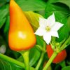 Orange Pequin Pepper Plant Diamond Painting