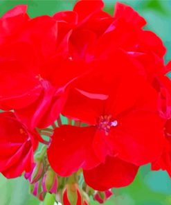 Red Geranium Flower Diamond Painting