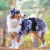 Australian Shepherd Diamond Painting