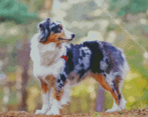 Australian Shepherd Diamond Painting