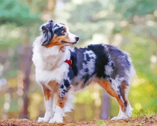 Australian Shepherd Diamond Painting