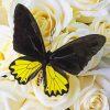 Black And Yellow Butterfly Diamond Painting