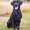 Black Lab Diamond Painting