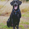 Black Lab Diamond Painting