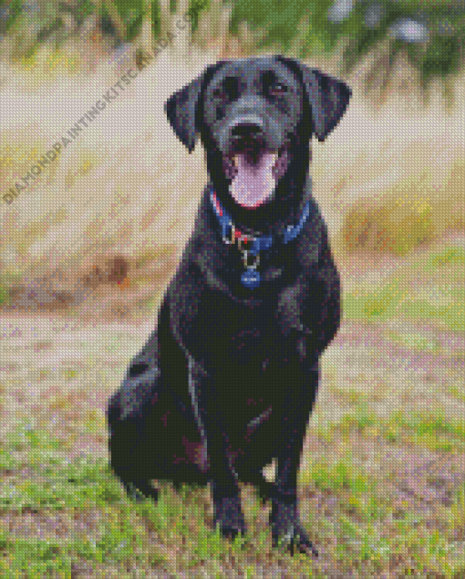 Black Lab Diamond Painting