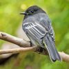 Black Phoebe on Tree Diamond Painting