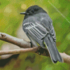 Black Phoebe on Tree Diamond Painting