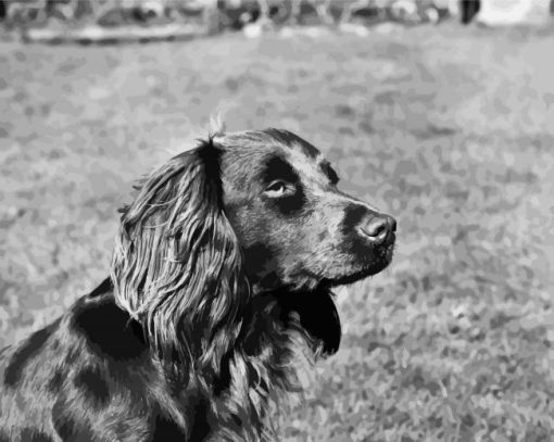 Boykin Spaniel Diamond Painting