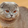 British Shorthair Diamond Painting