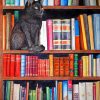 Cat On Bookshelf Diamond Painting