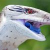 Close Up Blue Tongued Skink Diamond Painting