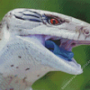 Close Up Blue Tongued Skink Diamond Painting