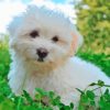 Coton Tulear Puppy Diamond Painting