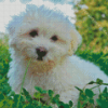 Coton Tulear Puppy Diamond Painting