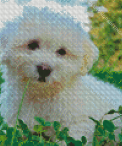 Coton Tulear Puppy Diamond Painting