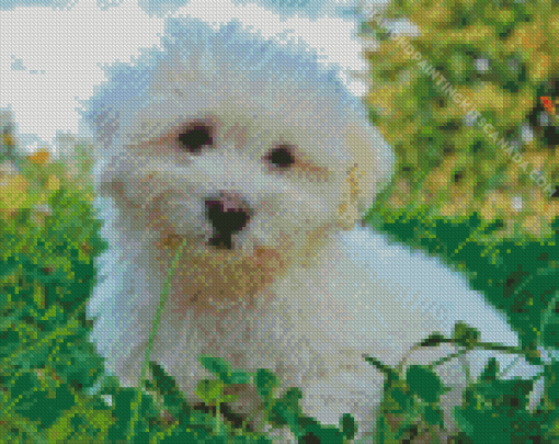 Coton Tulear Puppy Diamond Painting