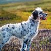 English Setter Dog Diamond Painting