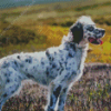 English Setter Dog Diamond Painting