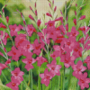 Fuchsia Gladiolus Plants Diamond Painting