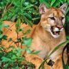 Generic Florida Panther Diamond Painting