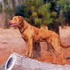 Golden Chesapeake Bay Retriever Diamond Painting