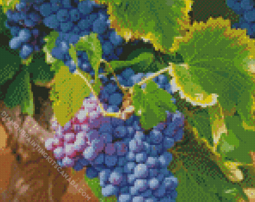 Grape Vines Diamond Painting