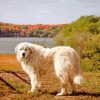 Great Pyrenees Dog Diamond Painting