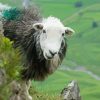 Herdwick Sheep Diamond Painting