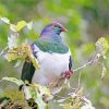 Kereru on Tree Diamond Painting