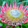 King Protea Diamond Painting