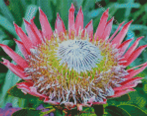 King Protea Diamond Painting