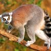 Lemur Diamond Painting