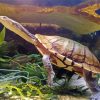 Long Neck Turtle Diamond Painting