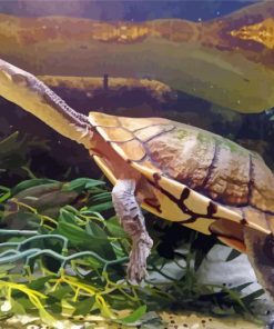 Long Neck Turtle Diamond Painting