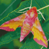 Moth Insect Diamond Painting