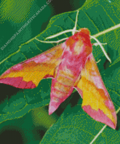 Moth Insect Diamond Painting