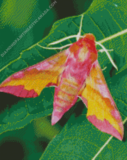 Moth Insect Diamond Painting