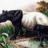 Malayan Tapir Diamond Painting