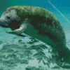 Manatee And Fish Diamond Painting