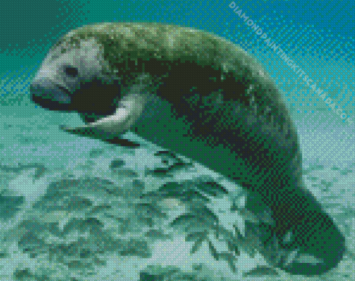 Manatee And Fish Diamond Painting