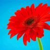 Red Gerbera Daisy Diamond Painting