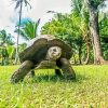 Seychelles Giant Tortoise Animal Diamond Painting