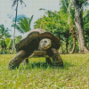 Seychelles Giant Tortoise Animal Diamond Painting