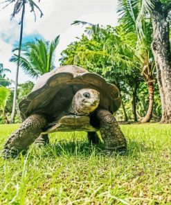 Seychelles Giant Tortoise Animal Diamond Painting