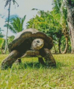 Seychelles Giant Tortoise Animal Diamond Painting