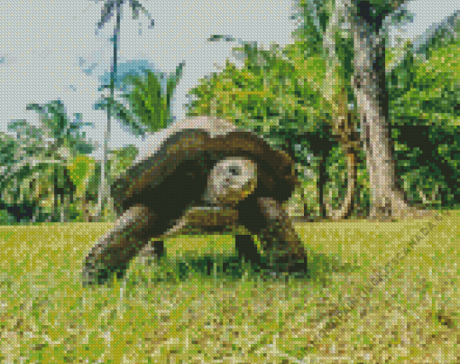 Seychelles Giant Tortoise Animal Diamond Painting