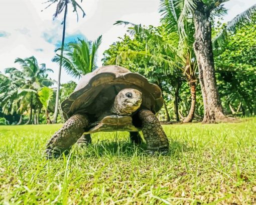 Seychelles Giant Tortoise Animal Diamond Painting