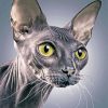 Sphynx Cat Diamond Painting