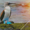 The Blue Footed Booby Diamond Painting